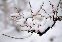 雪去春來，喜迎新一年